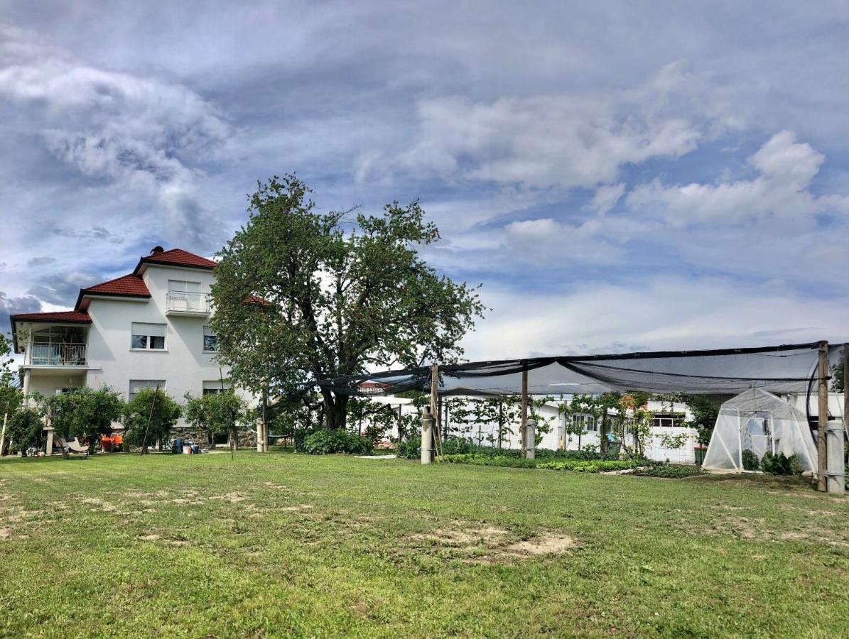 Apartments Andrej - Optuj Dış mekan fotoğraf